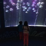 Sea Life 2015 002