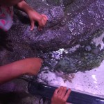 Sea Life 2015 007