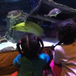 Sea Life 2015 014