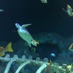 Sea Life 2015 017